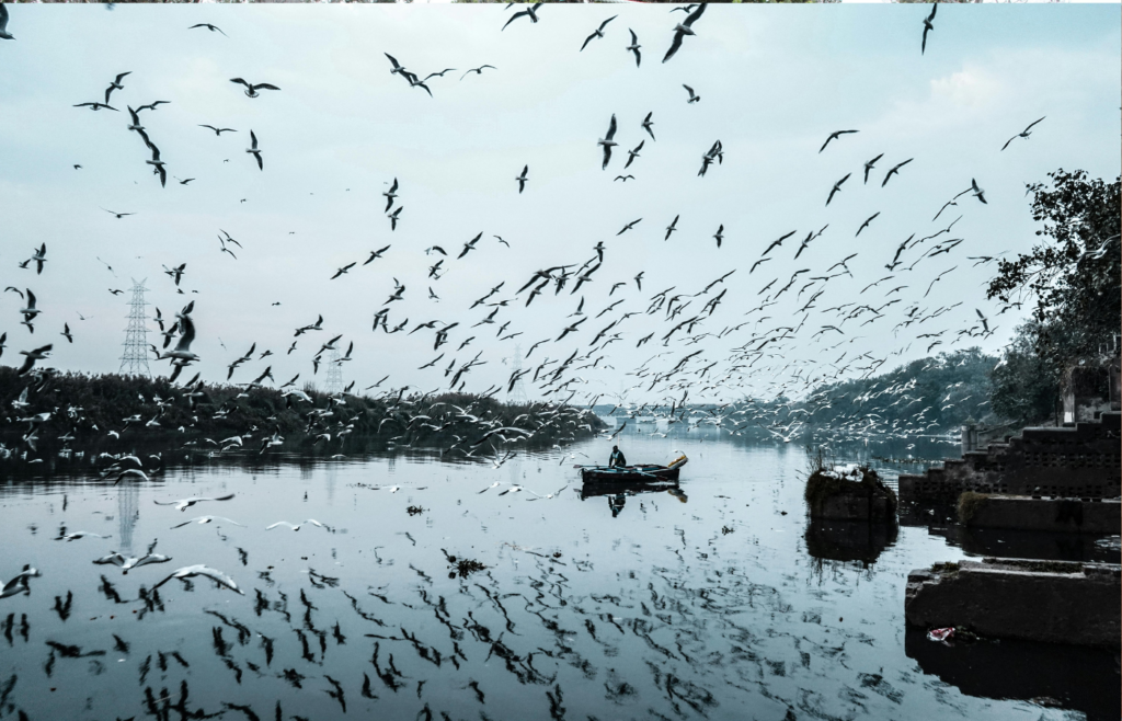 Birds Flying During Daytime