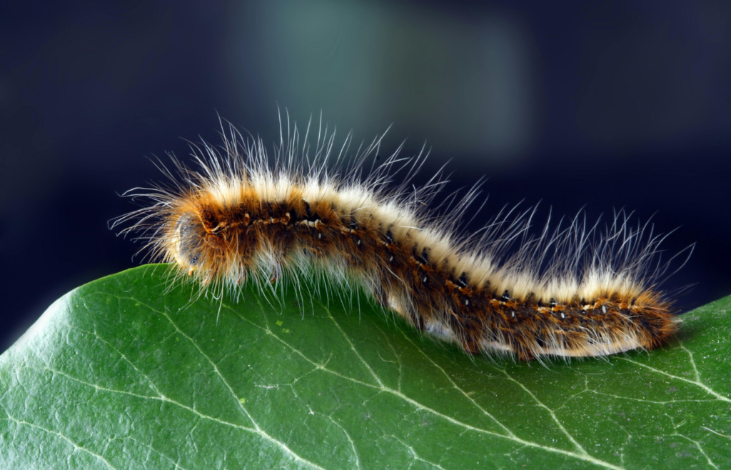 Black and Brown moth caterpillar