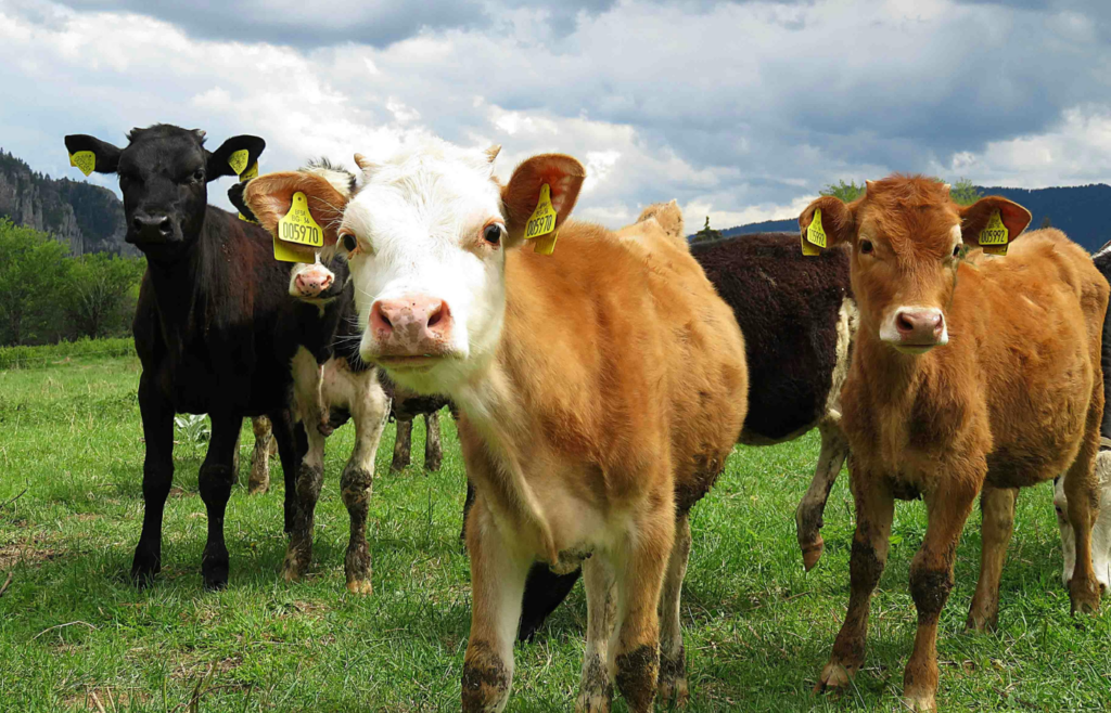 A group of cows under a cloudy sky