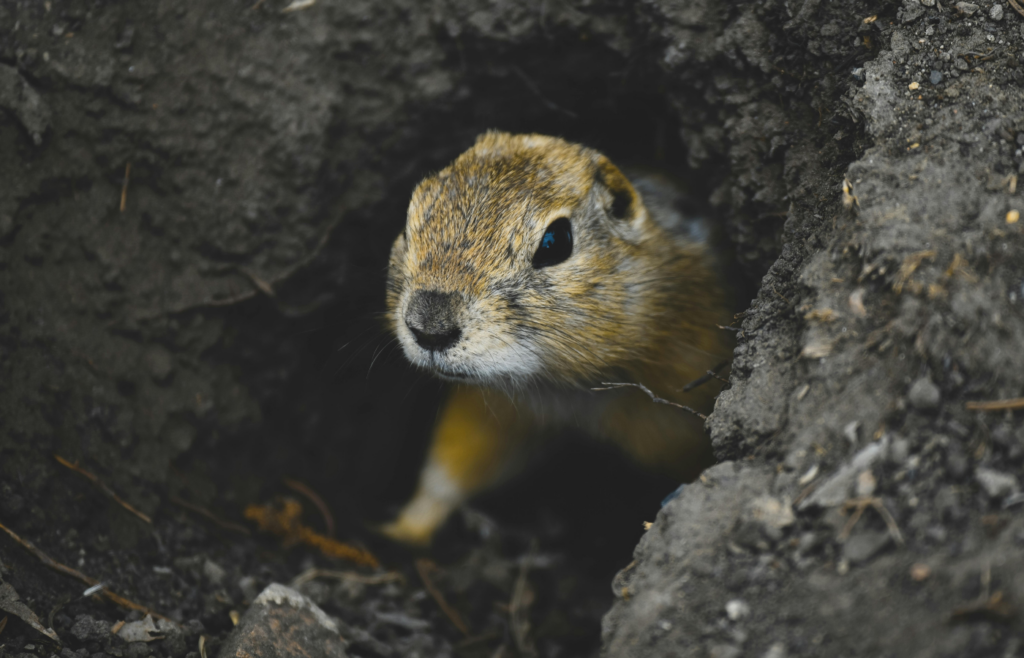 A groundhog peeking out of its burrow