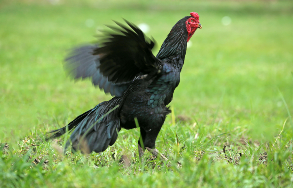 A rooster crowing under a stormy sky
