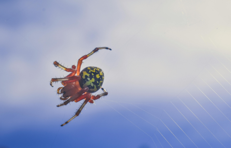 European garden spider on web
