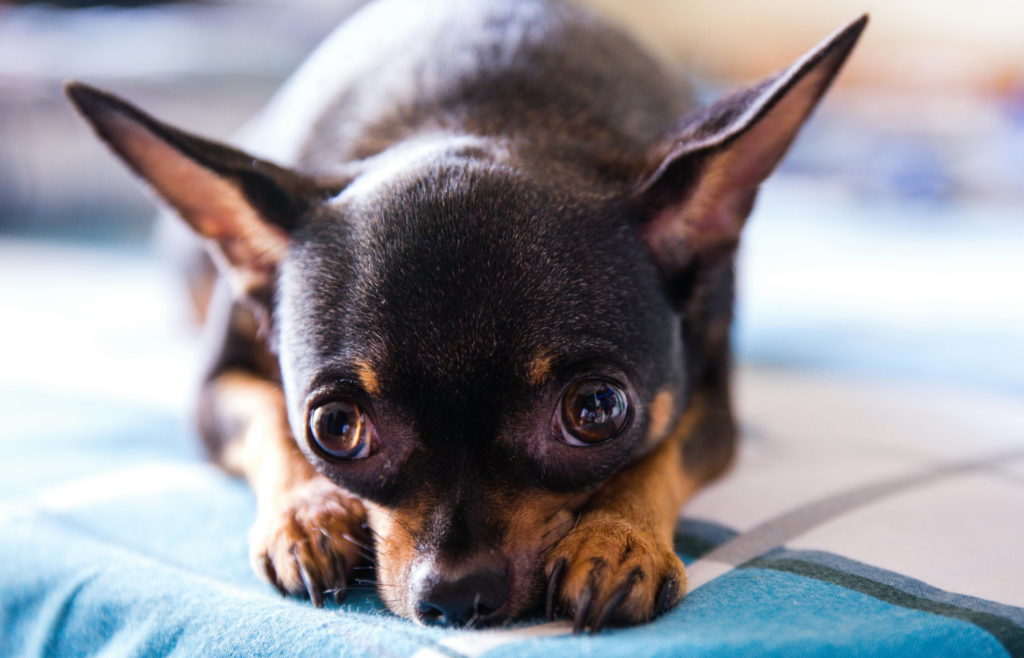 A dog looking nervous and scared