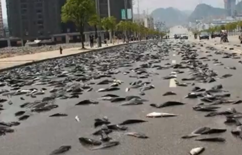 A street covered with small fish