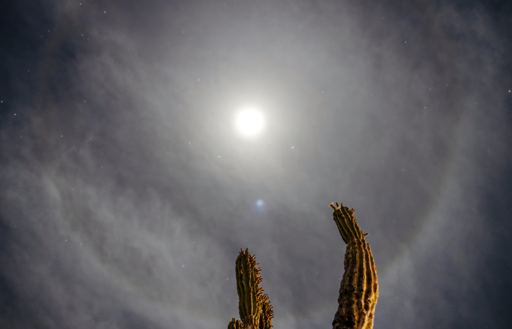 Shot of a cactus on the background of the Sky and Sun