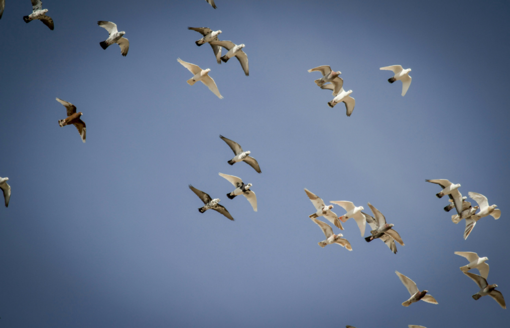 Birds flying together