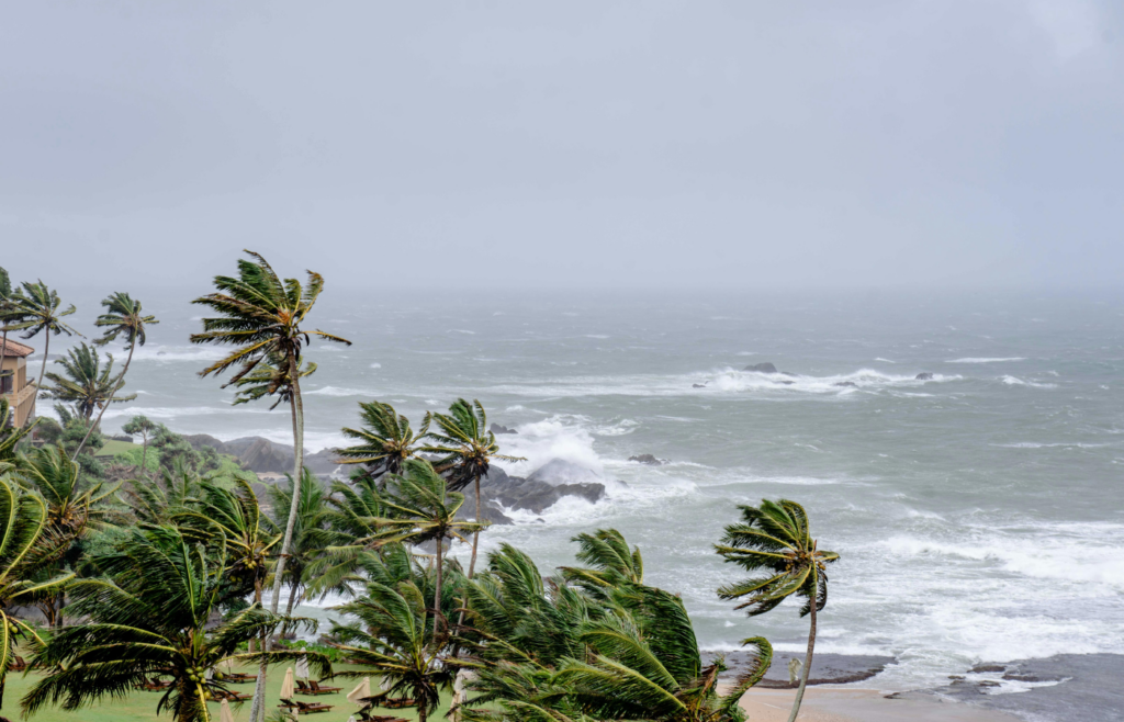 Coconut Trees Near the Sea