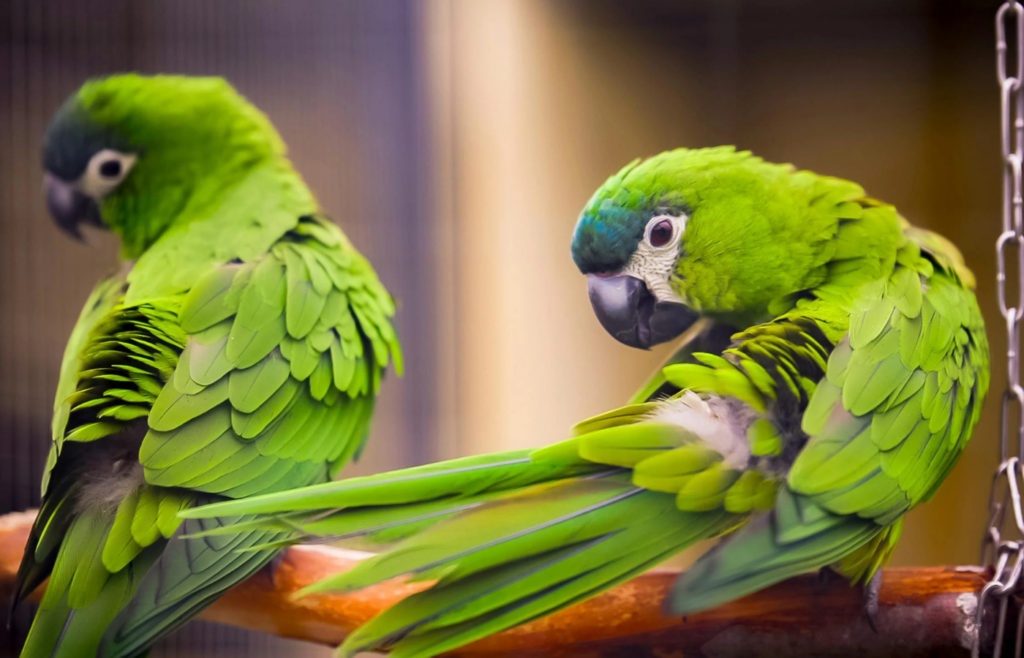 Colorful Green Parrots Perched on Branch