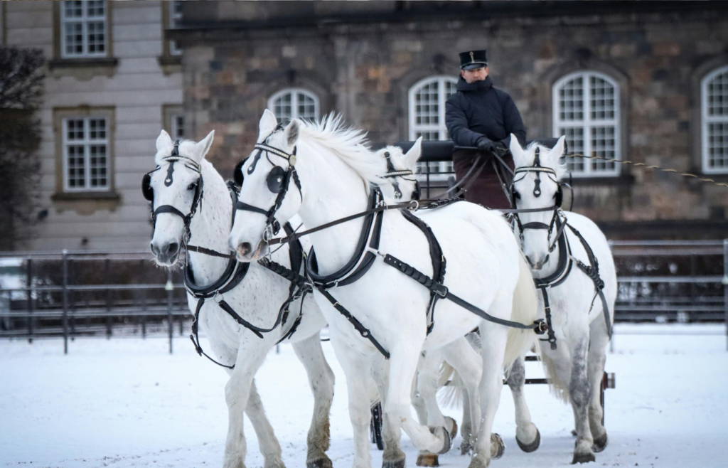 Elegant White Horses Pulling Carriage in Copenhagen