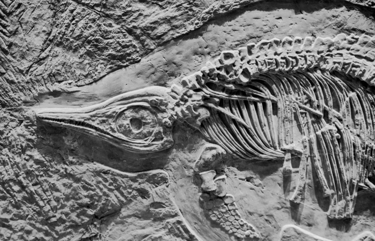 Ancient bones in stone