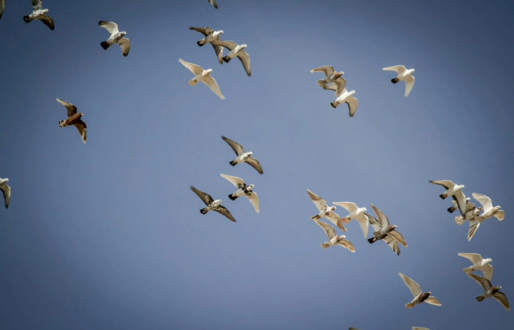 A flock of birds flying in the sky