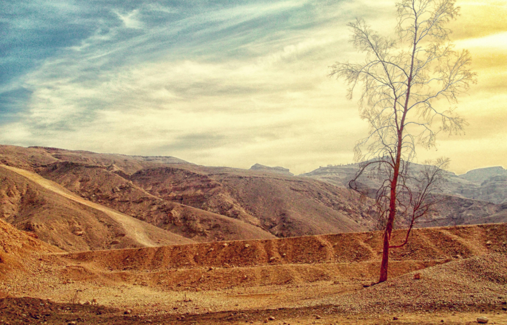 Bare Tree on Desert