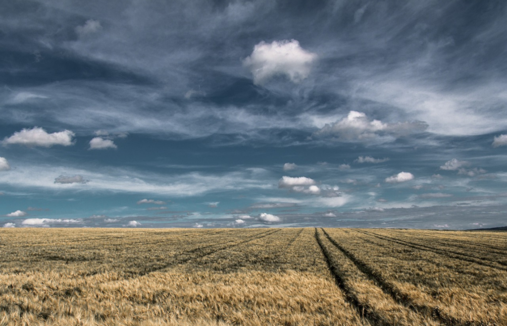 Golden wheat field under dramatic cloudy sky.