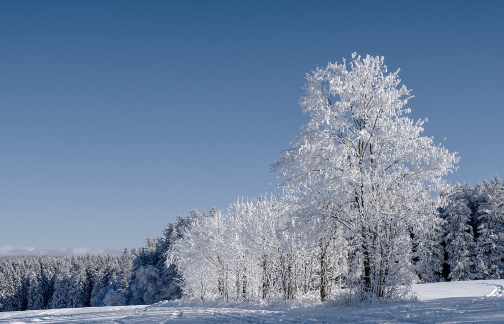 Snow-covered trees under clear blue winter sky.