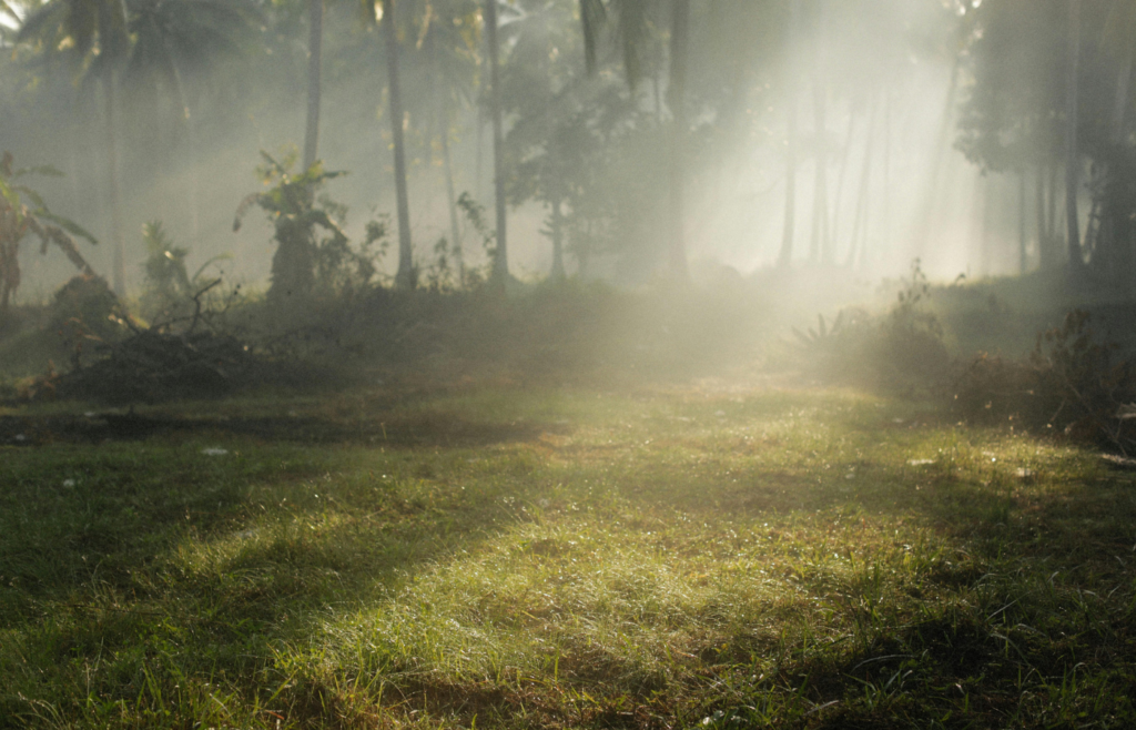 Sun Rays Between Trees in a Forest