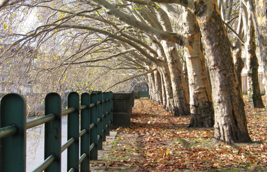 Trees near Railing over Water in Autumn