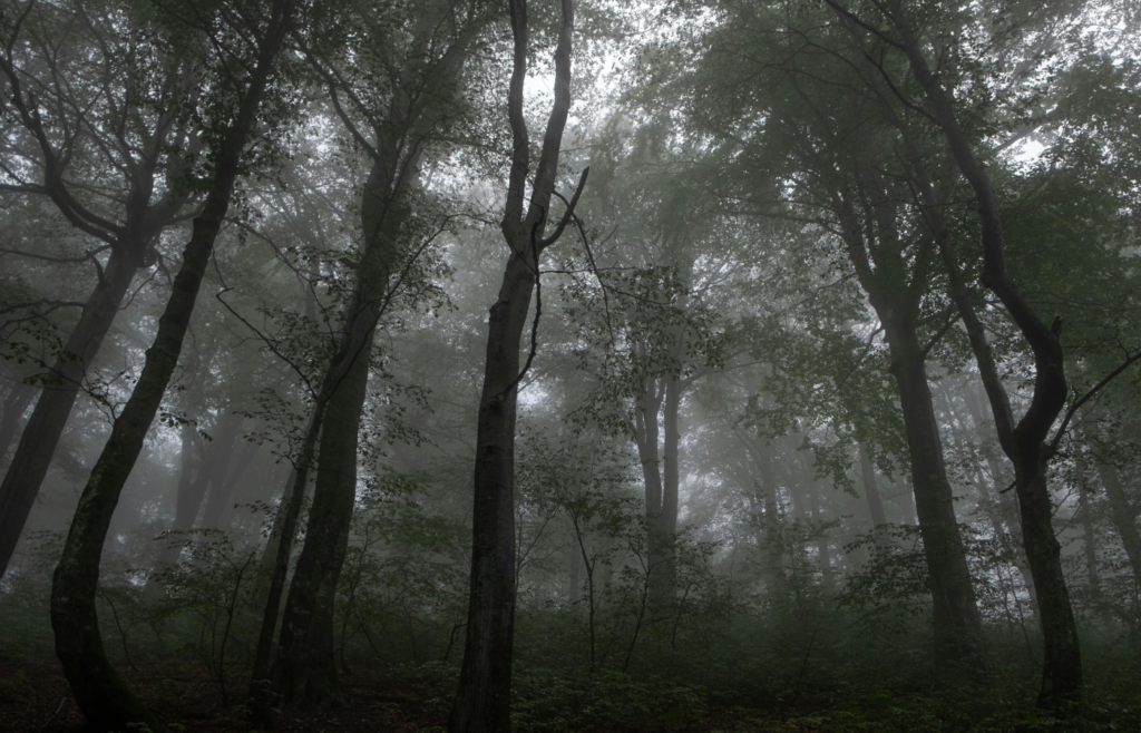 A foggy forest with trees and fog