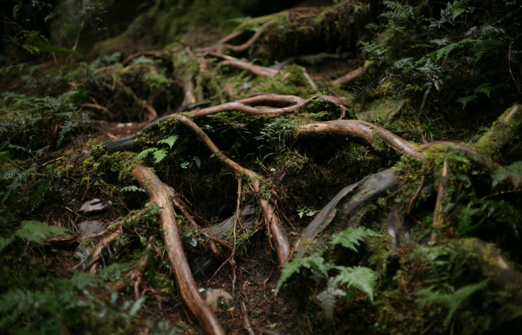 Moss on Trees Roots on Ground