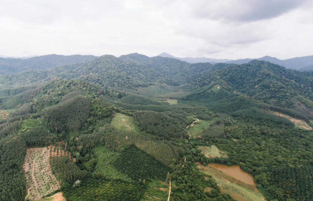 An Aerial Photography of Green Trees on Mountains