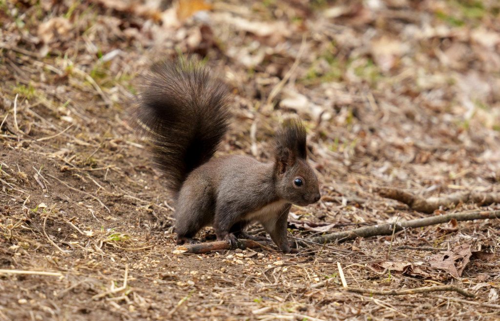 Brown squirrel standing on forest ground