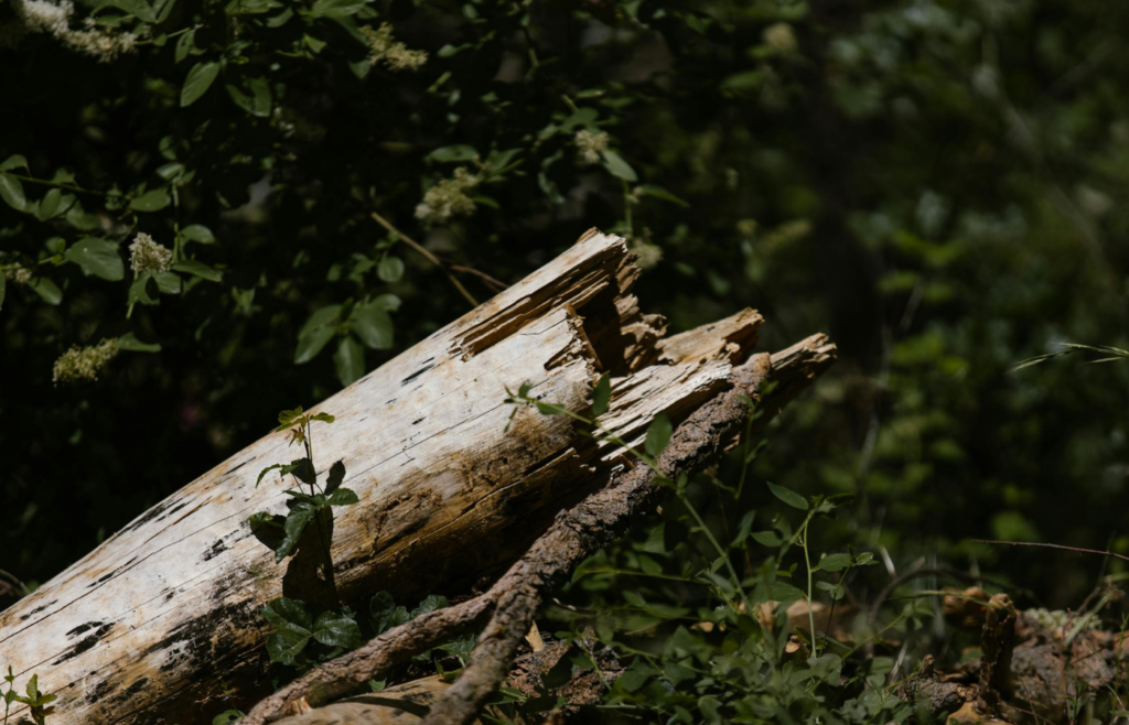 Tree bark stripped away and nibbled plants