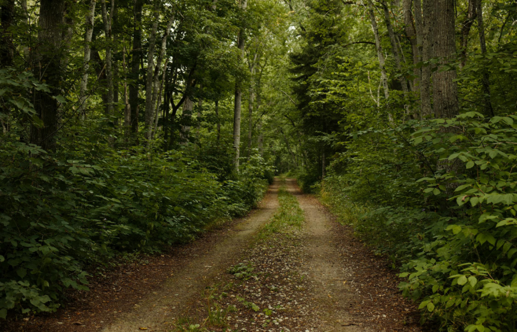 A narrow, well-trodden path through underbrush