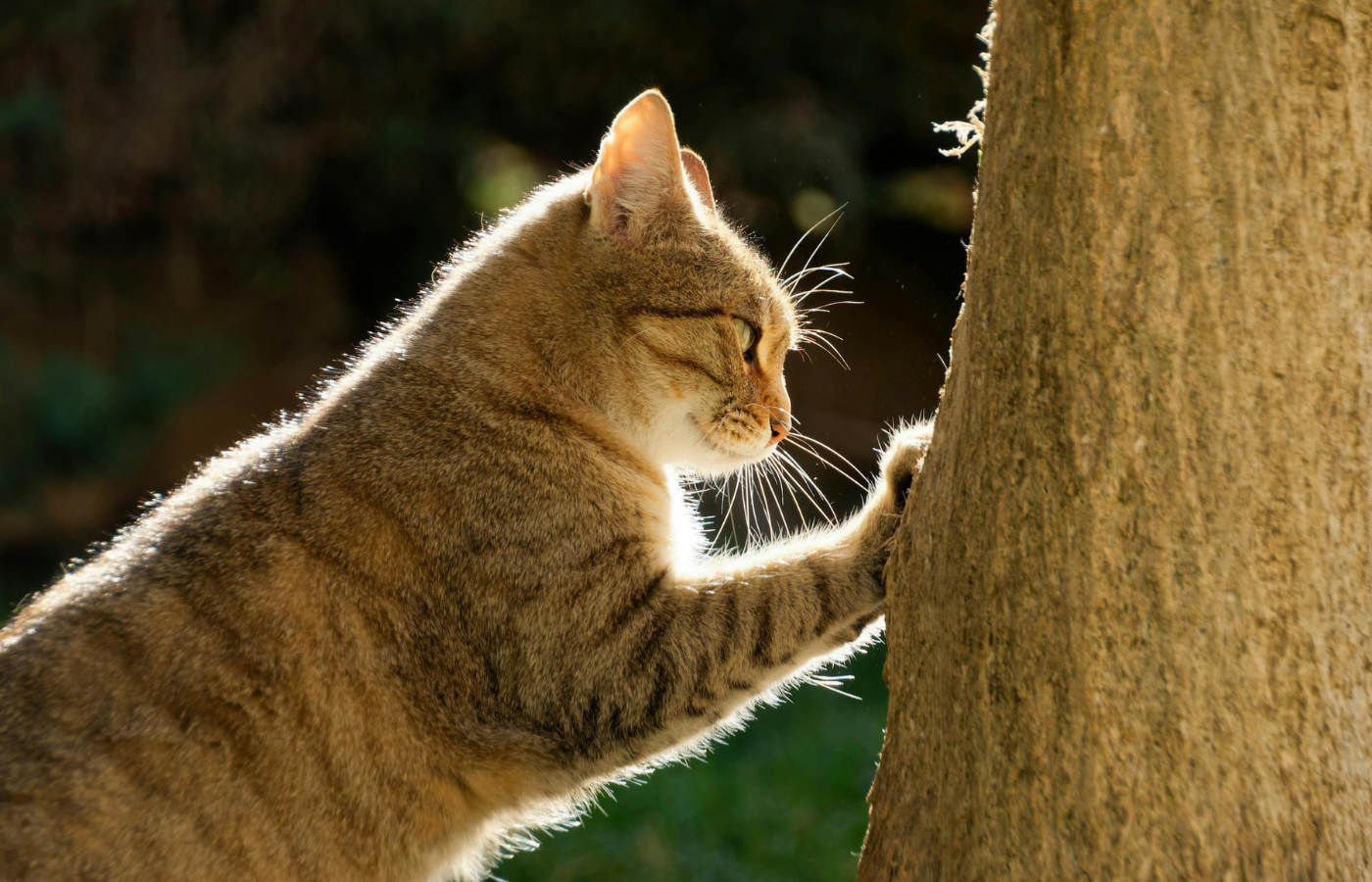 A cat rubbing against a tree or scent-marked territory