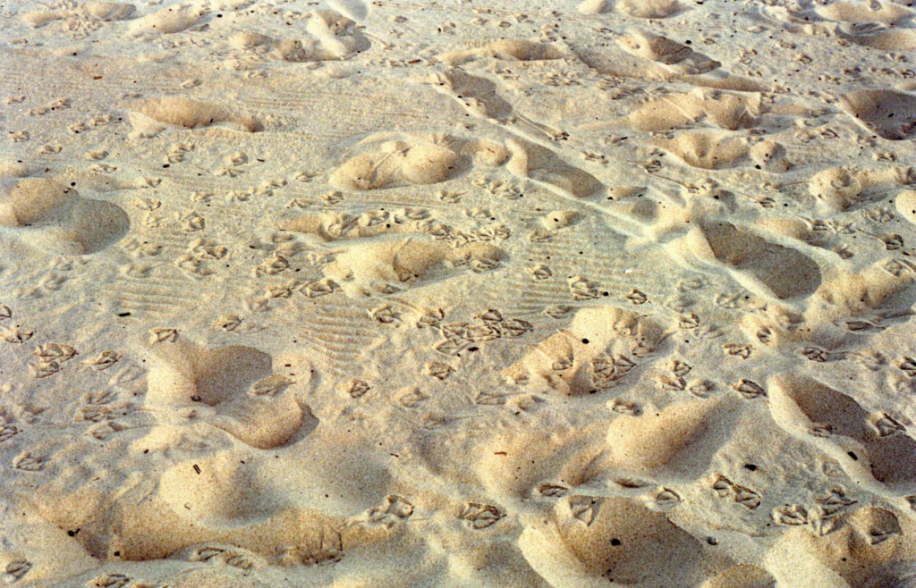 Series of footprints showing different walking patterns