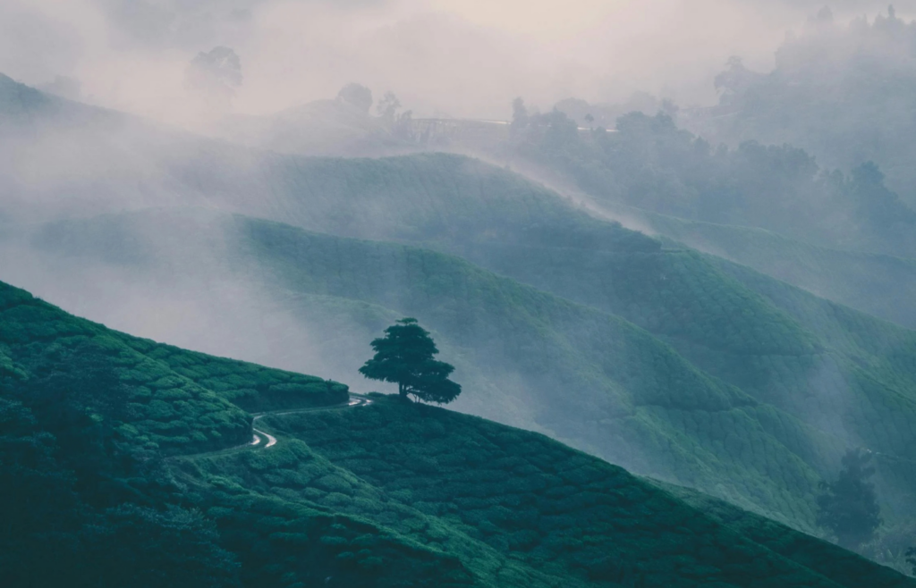 Lush green hills of Mawsynram under heavy rainfall with mist covering the landscape