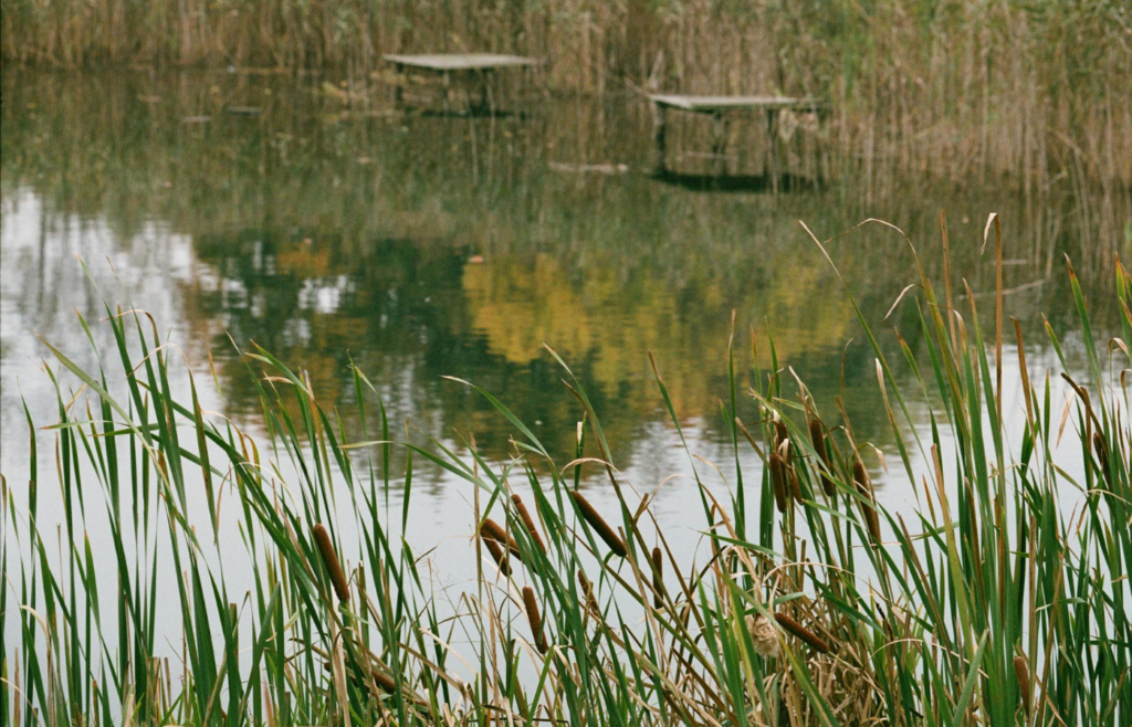 Cattails growing along the edge of a pond
