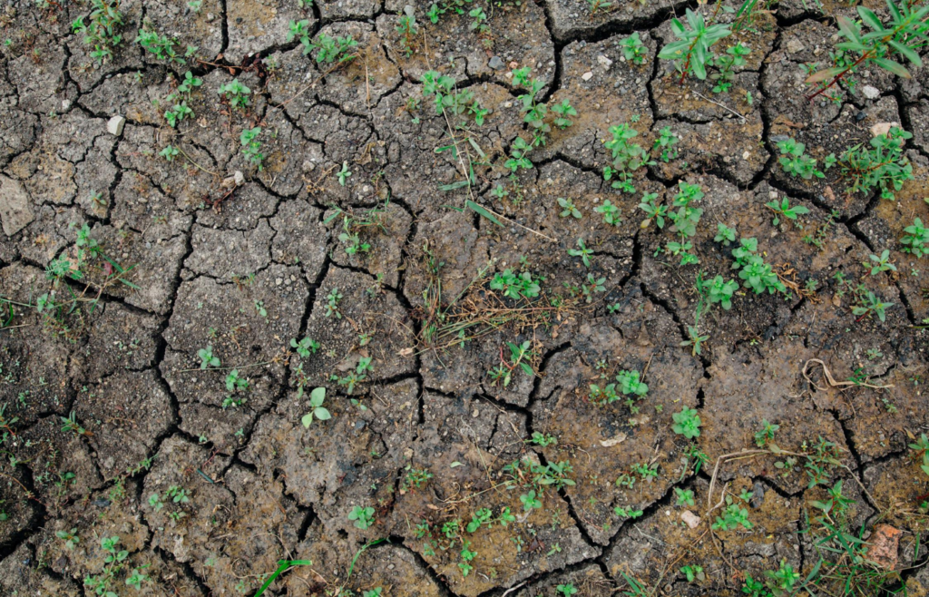 Parched, cracked earth in a forested area