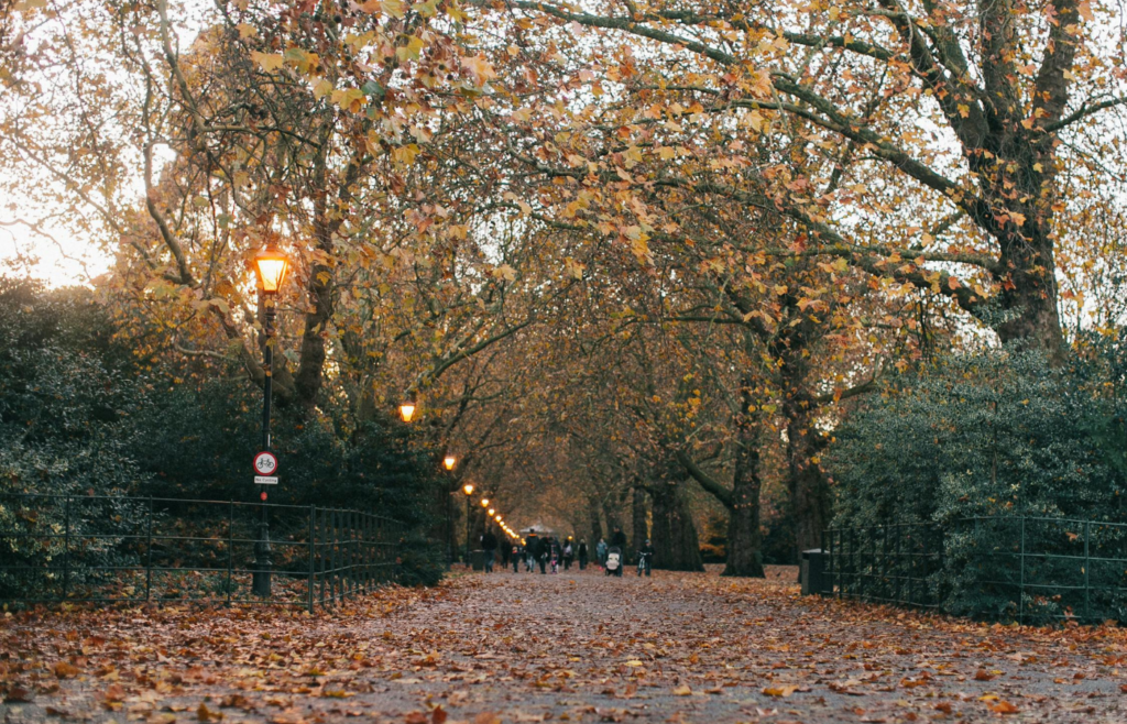 Dry, brittle leaves on trees