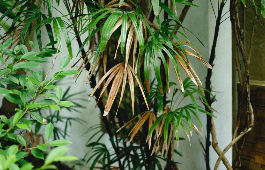 Lush vegetation transitioning to dry, brown foliage
