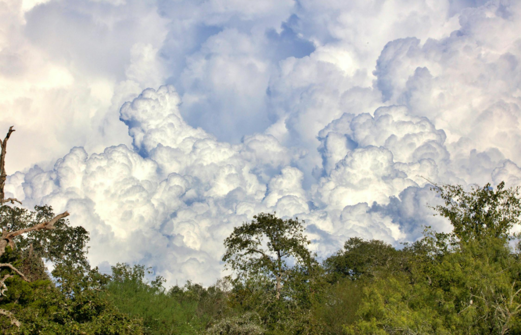 Cumulonimbus clouds forming over a forest.