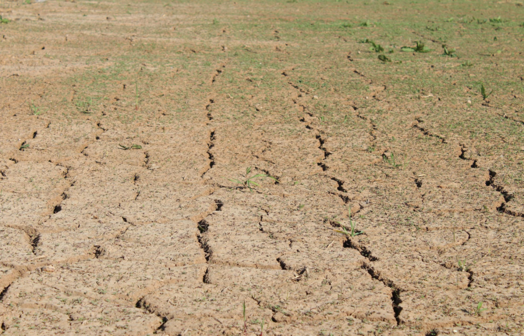Dry, cracked earth in an area previously used for agriculture