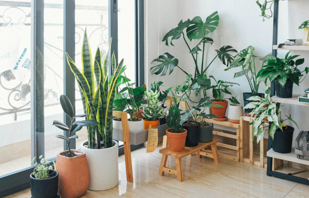 A cozy, well-lit room with plants.