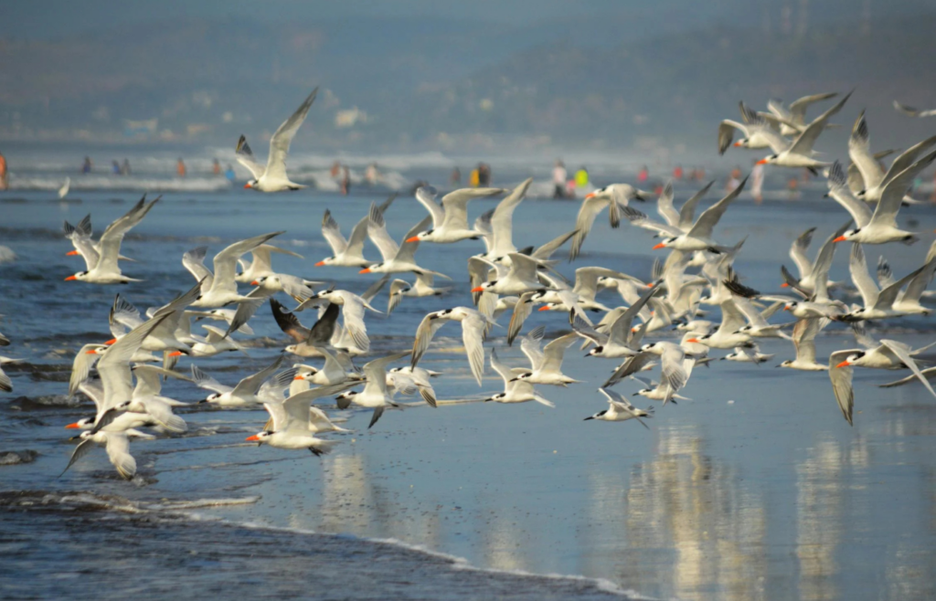 Birds flying near river