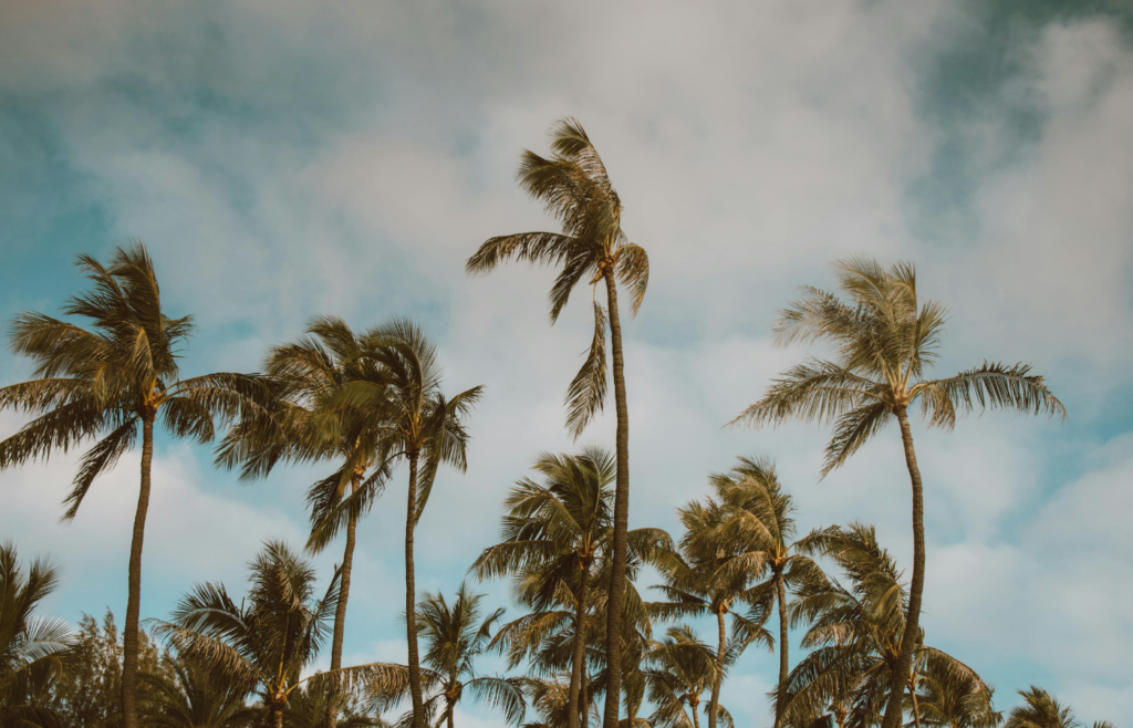 Palm trees under cloudy Sky