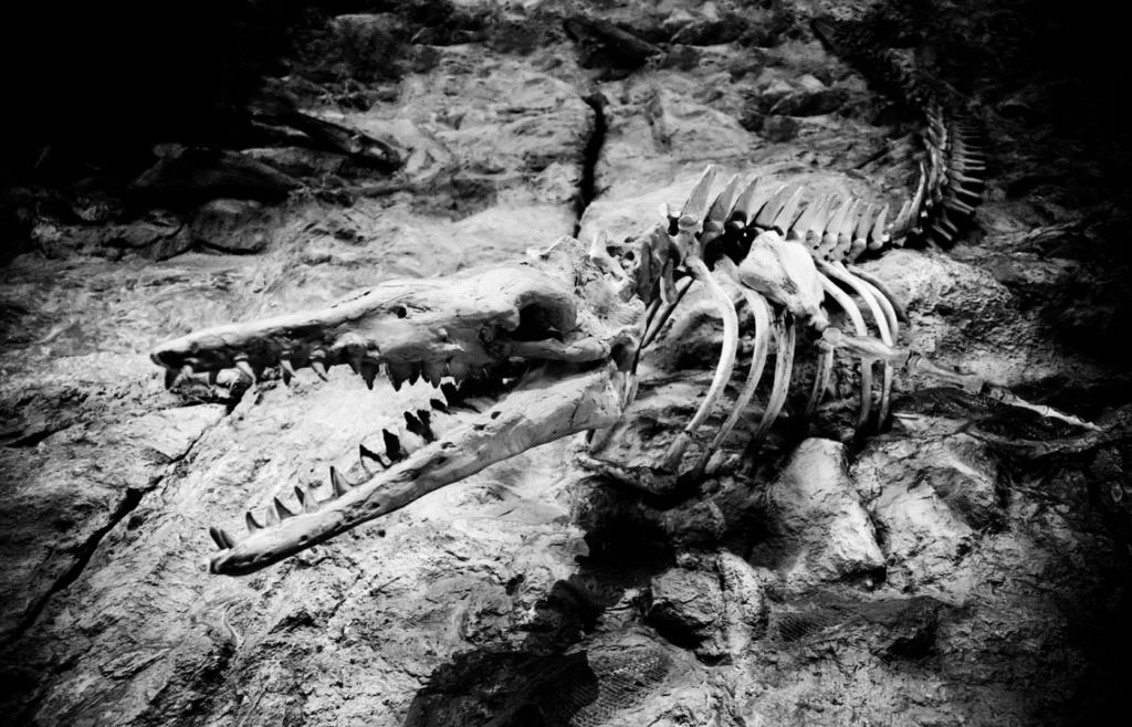Animal, Bone