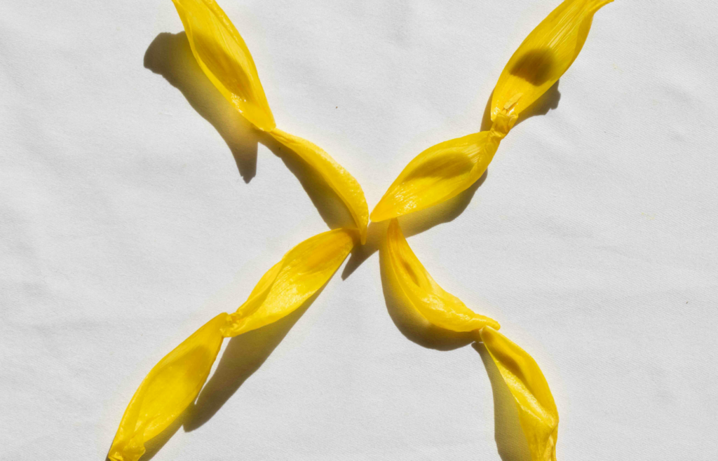 Yellow flower petals forming X shape
