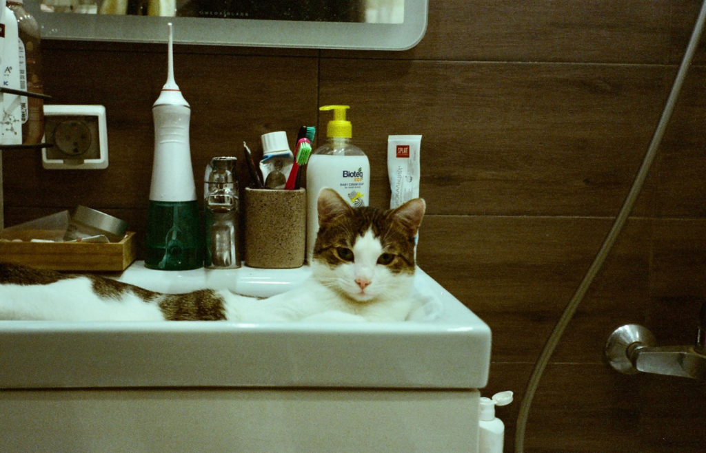 Cat Lying in the Washbasin