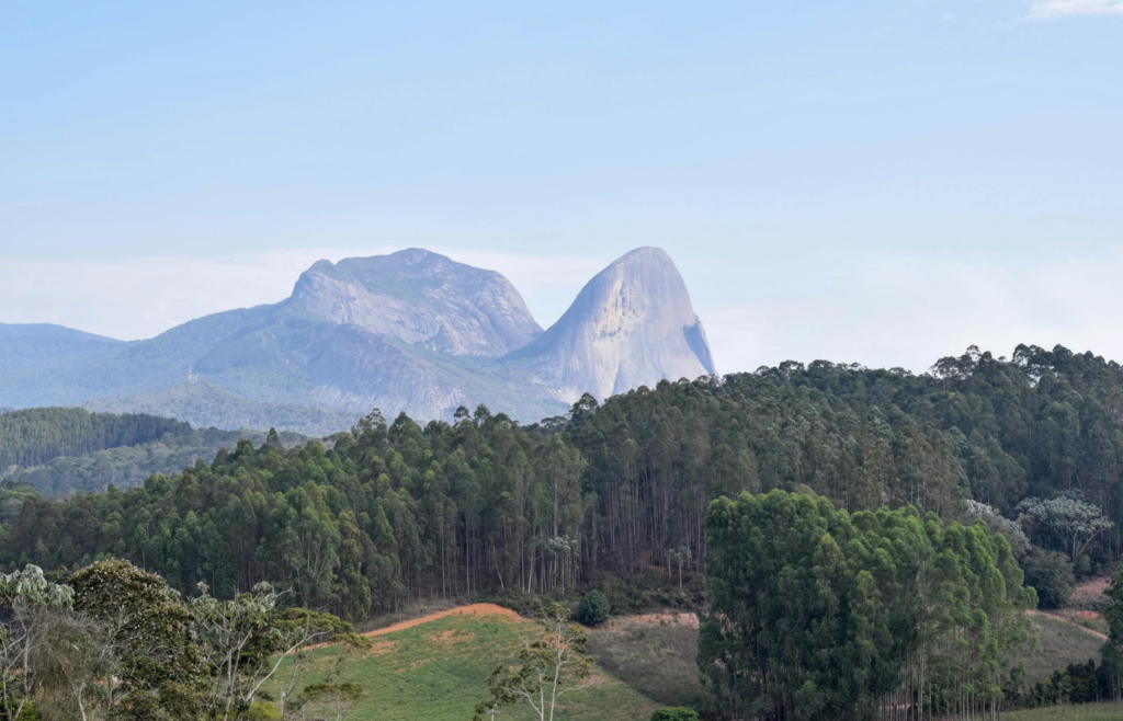 Green Forest Trees Under Blue Sky