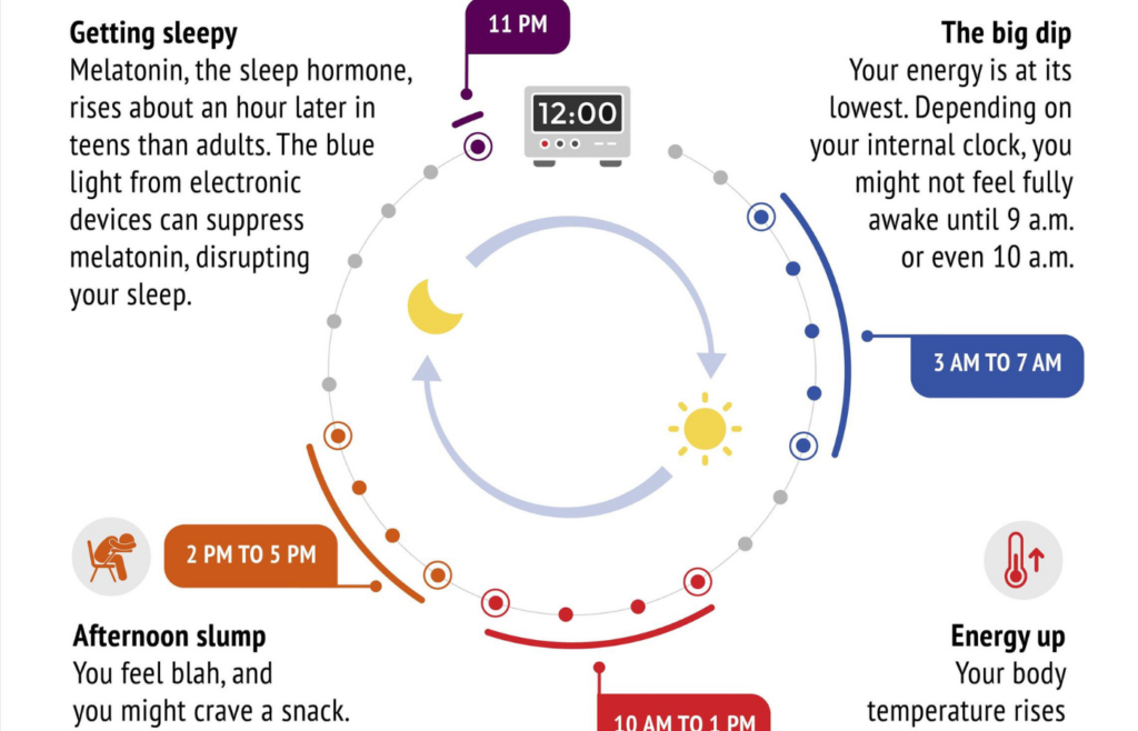 Circadian Rhythms