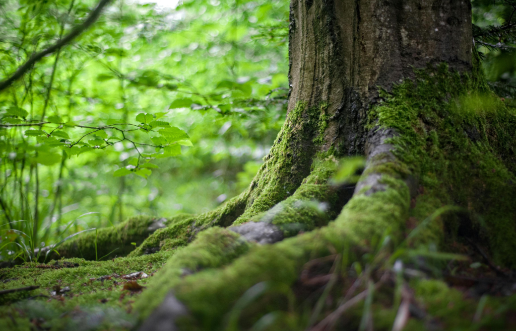 Green Tree Near Green Plants