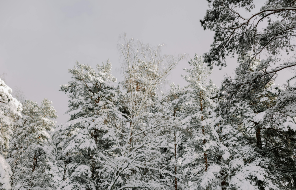 Evergreen Forest in Snow