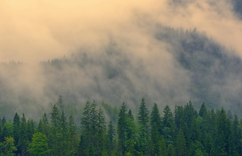 Forest with fog in the air