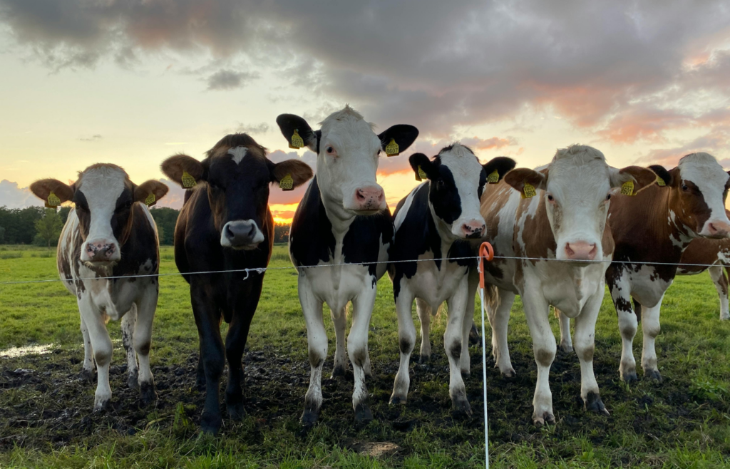 Cows on green grass field