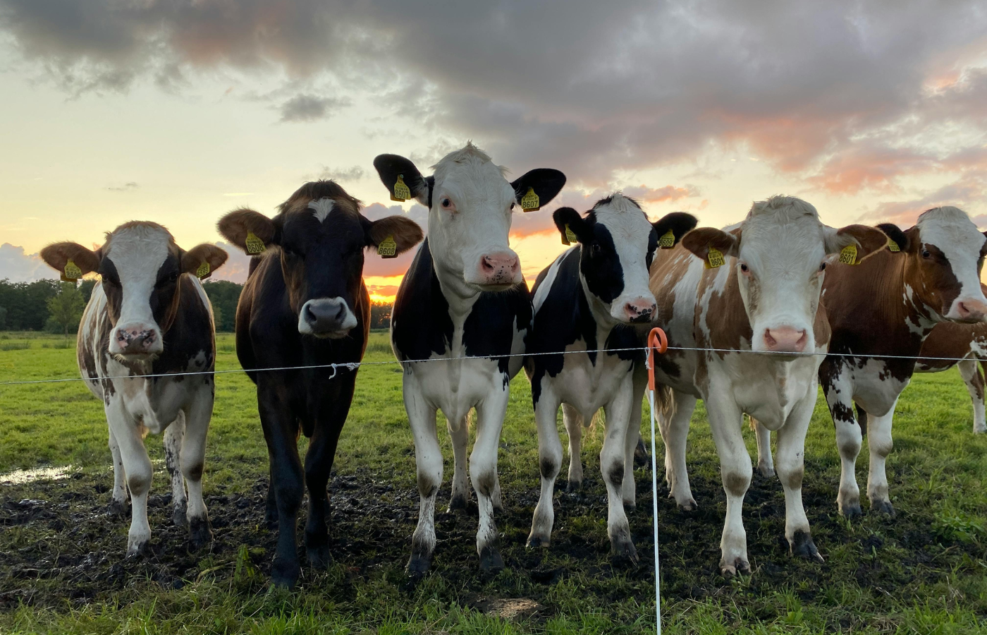 Cows on green grass field