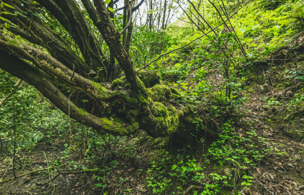 A tree trunk with moss growth