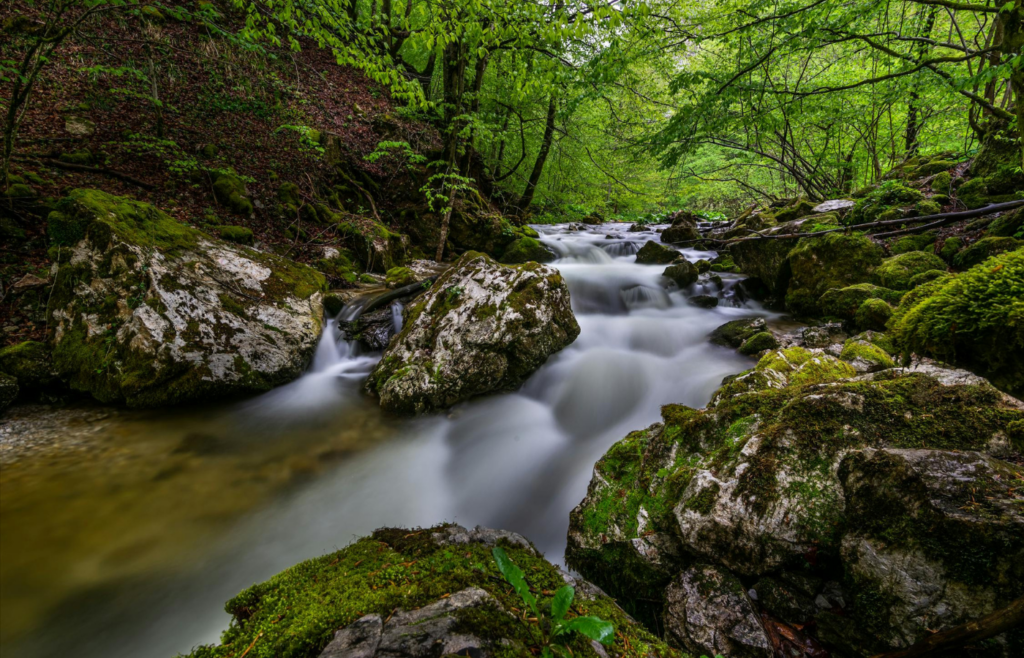 A gently flowing stream